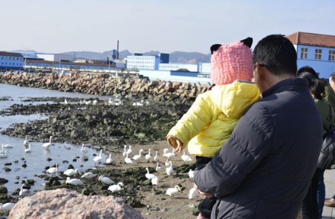 柔浪電影,情感與藝術的完美融合之旅???