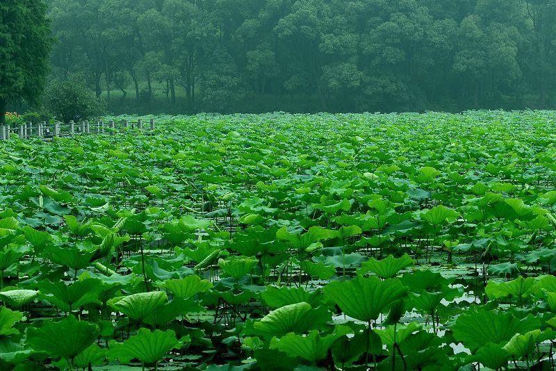 柔浪電影,情感與藝術的完美融合之旅???