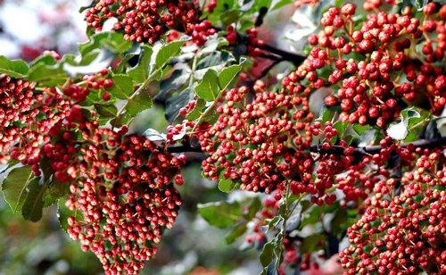 干花椒行情揭秘,探尋廚房秘密的香料之旅
