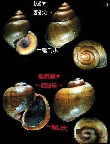 田螺價格背后的溫情故事，奇遇與收購之旅