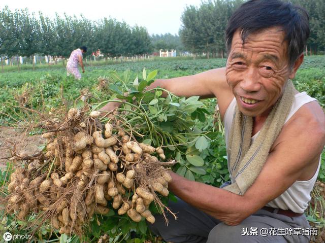 延津縣花生米今日行情詳解，如何了解與評估市場行情及趨勢分析