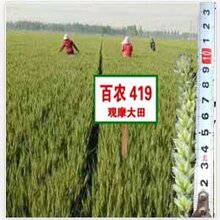 延津縣花生米今日行情詳解,如何了解與評估市場行情及趨勢分析