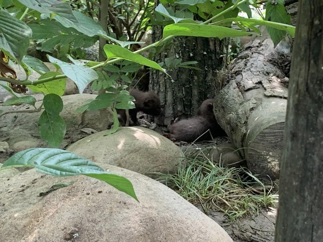 鄉土中國最新觀察，鄉村振興的繁榮脈絡探析