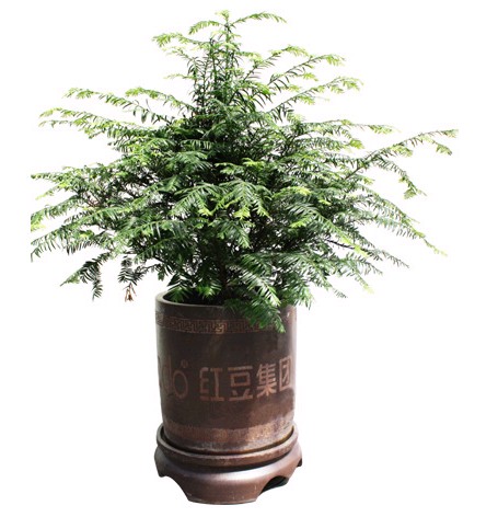 紅豆杉行情,繁榮的市場現狀與未來展望