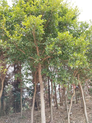 紅豆杉行情,繁榮的市場現狀與未來展望