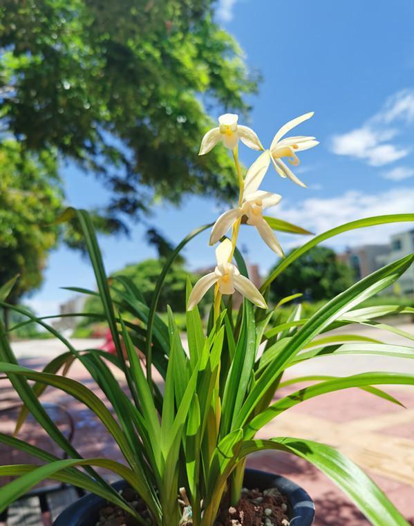 蘭花價格變化之旅，從綠葉到金花，自信與成就感的培育之路