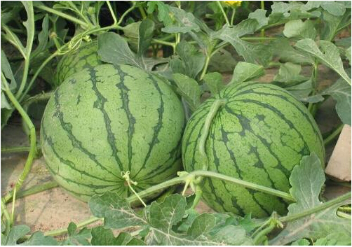 全國西瓜行情深度解析，夏日甜蜜風暴席卷全國！