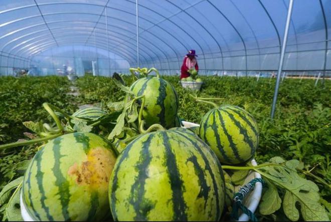 全國西瓜行情深度解析,夏日甜蜜風暴席卷全國!