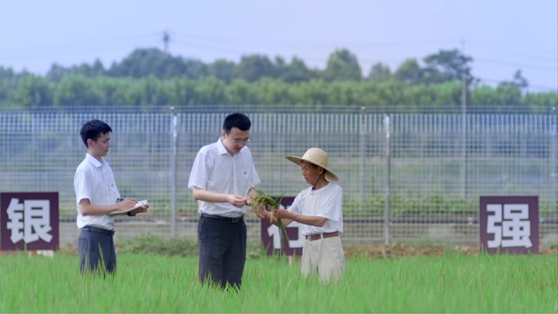 荃銀高科水稻新品種亮相，引領農業科技創新之路
