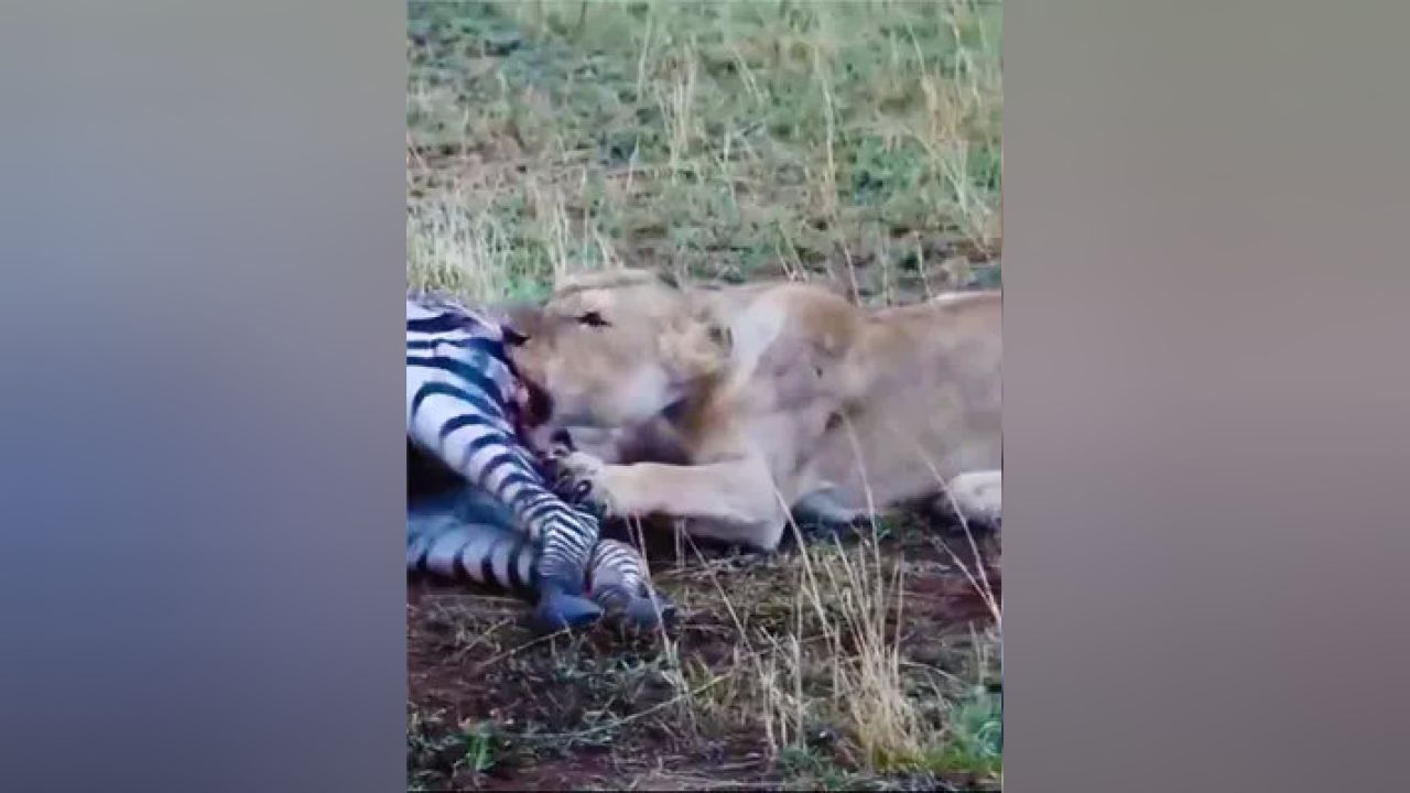 非洲二哥掏肛視頻最新現象，背后的探索與影響