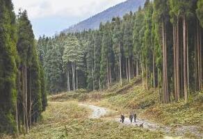 安徽省林場最新動態更新，綠意盎然的發展訊息????