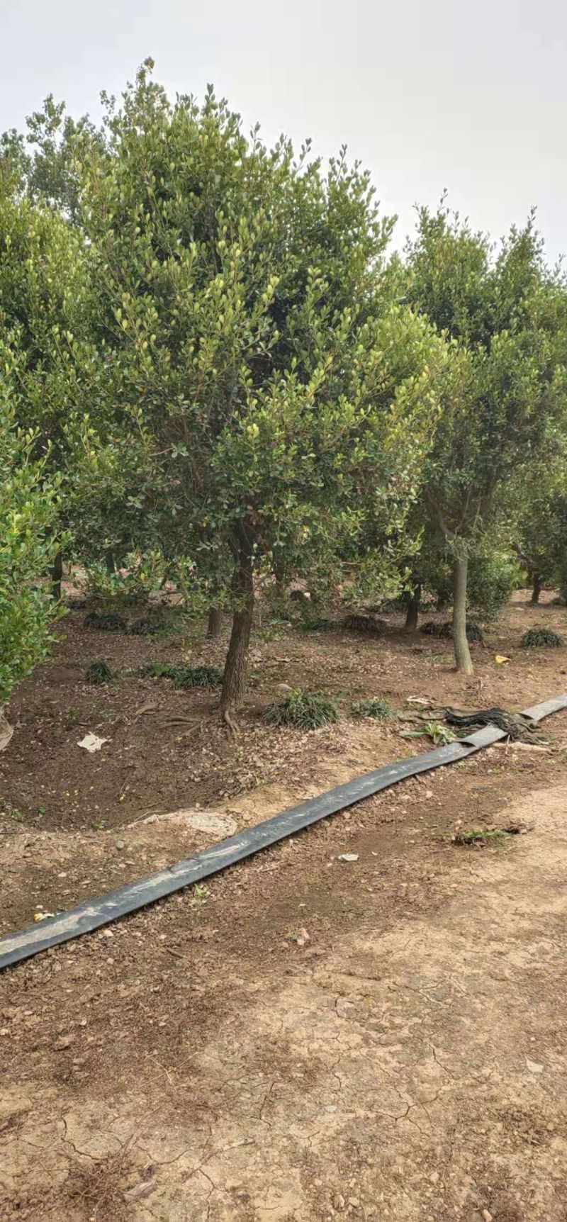 最新黃楊樹5公分價格揭秘,市場行情解析