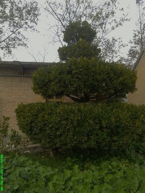 最新黃楊樹5公分價格揭秘,市場行情解析