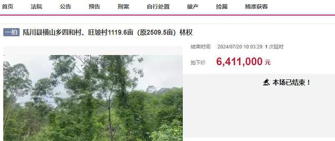 廣西桉樹最新收購價格及其背后的溫情故事