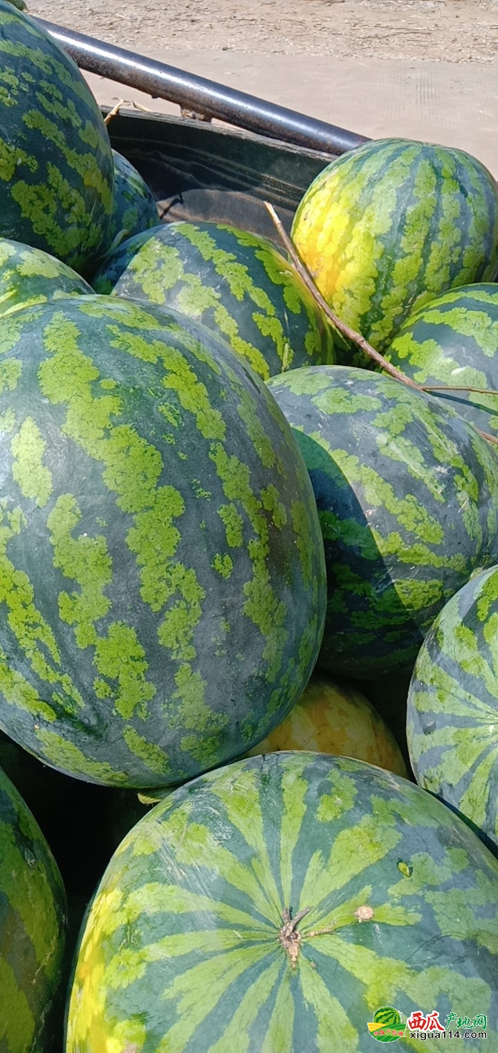 廣西西瓜最新批發(fā)價(jià)格指南,掌握最新市場動(dòng)態(tài)與價(jià)格信息