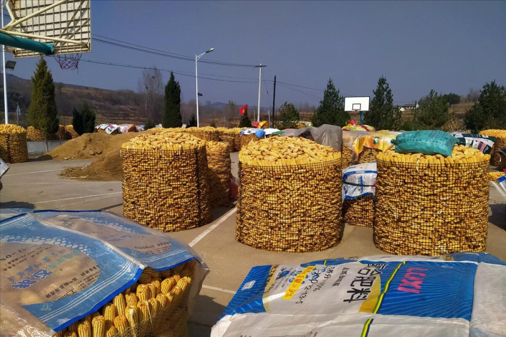 最新油沙豆市場價格探秘，綠色之旅尋求內心平靜之道