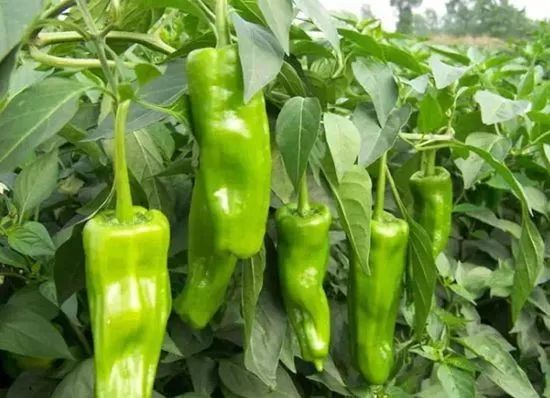 線椒批發價格最新行情揭秘,如何影響我們的日常生活故事