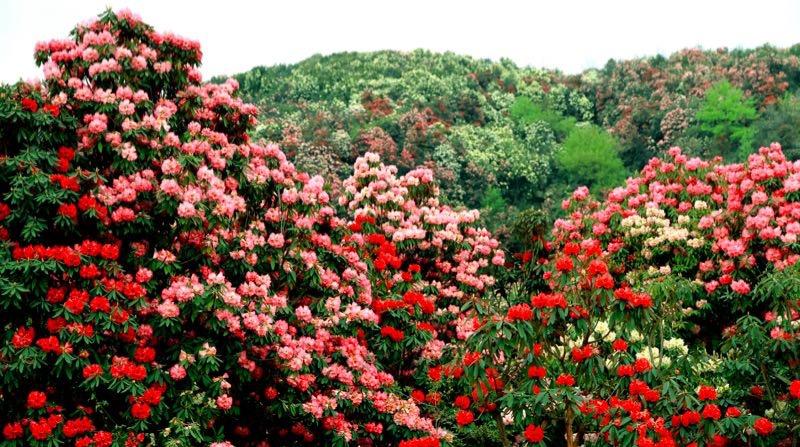 百里杜鵑盛開新篇章，最新新聞聯播速遞！