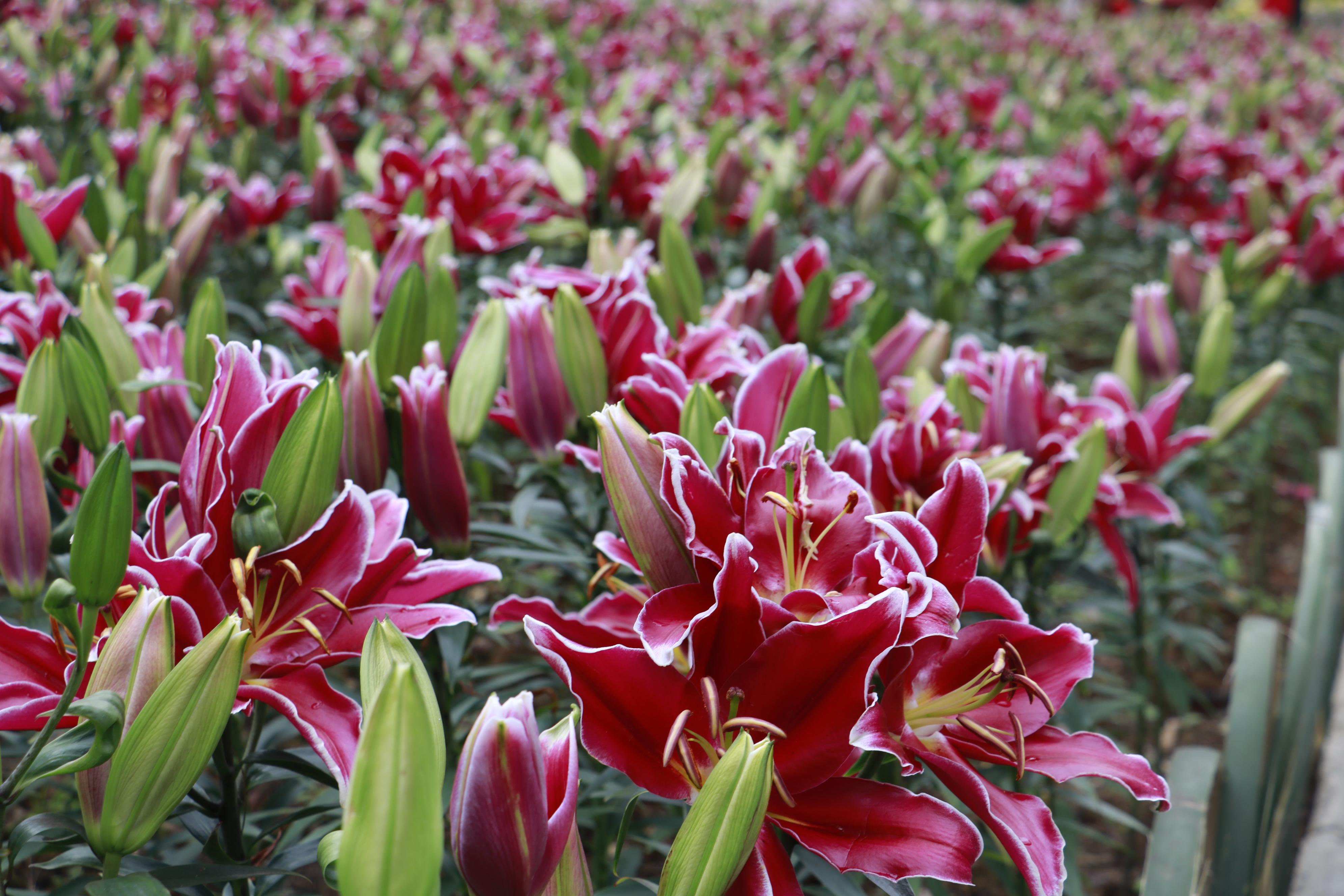 齊齊樂最新游戲安裝包，時代寵兒之選