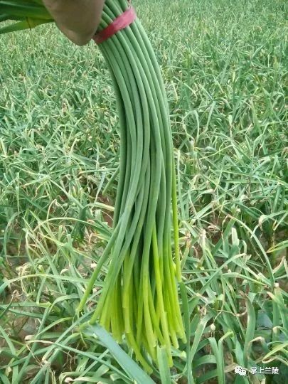 最新蒜苔價(jià)格變動(dòng)，學(xué)習(xí)中的自信與成就感的源泉