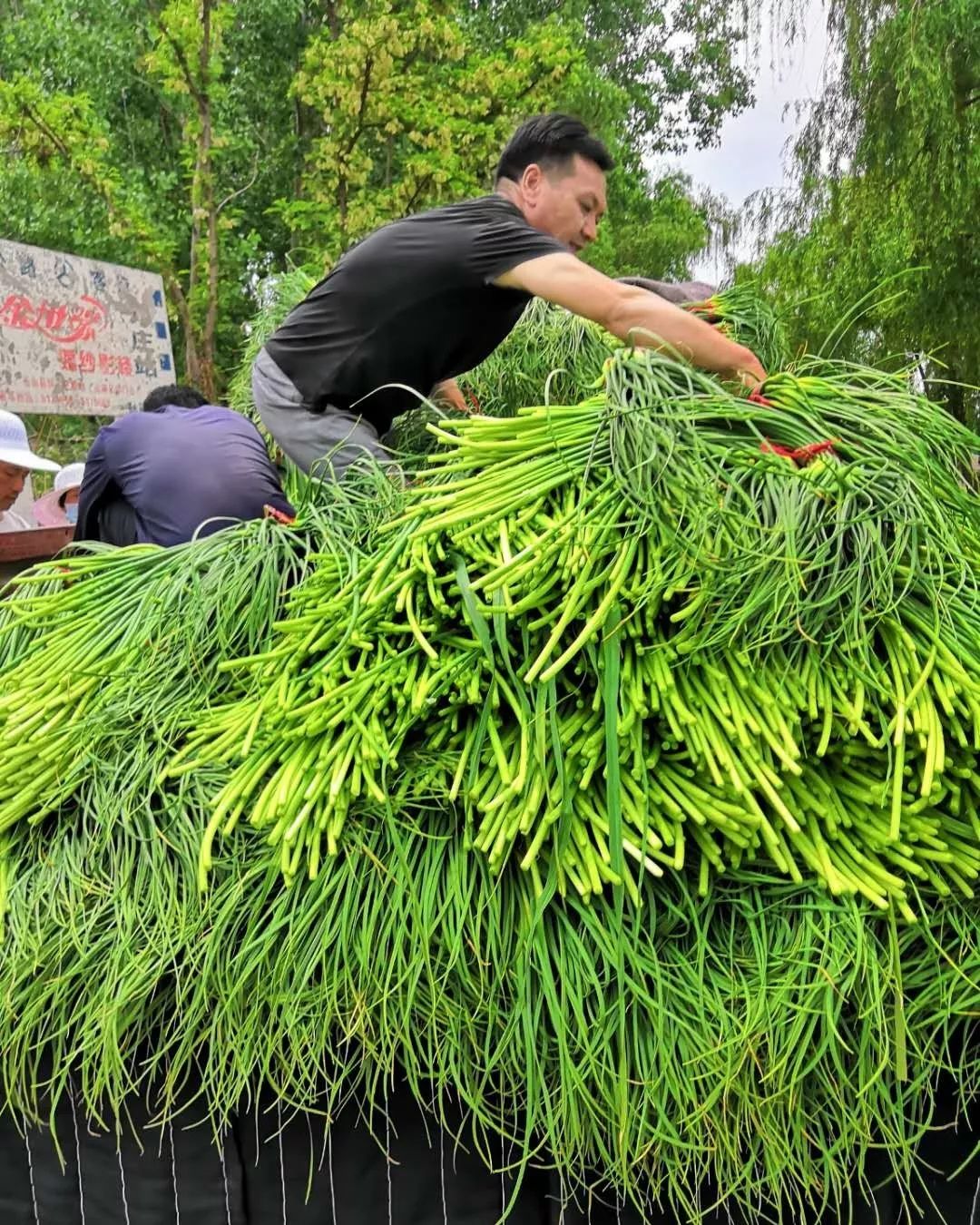 最新蒜苔價(jià)格變動(dòng),學(xué)習(xí)中的自信與成就感的源泉