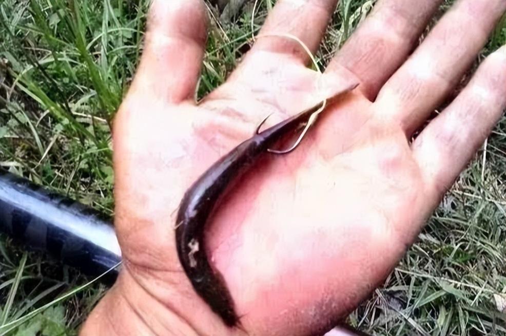 釣魚最新視頻,魚線間的勵志故事,變化成就自信與成就感