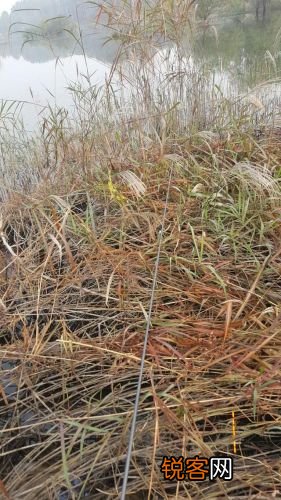 草遛最新地址揭秘,帶你領(lǐng)略神秘的自然樂園!