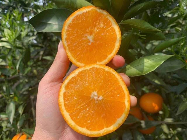 贛南臍橙最新價格,科技融合傳統(tǒng),智能生活新潮流領(lǐng)航者