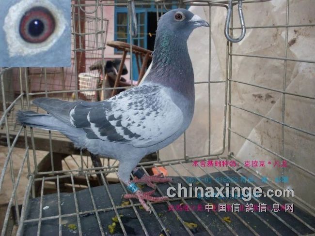 最新臺鴿翱翔夢想,學習鑄就自信之翼