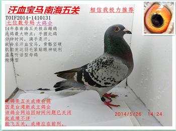 最新臺鴿翱翔夢想,學習鑄就自信之翼