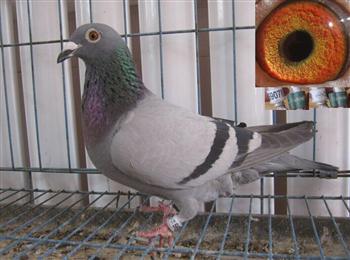 最新臺鴿翱翔夢想,學習鑄就自信之翼