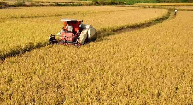 最新糧食種植、收獲與儲存全攻略，初學者與進階用戶的詳細步驟指南