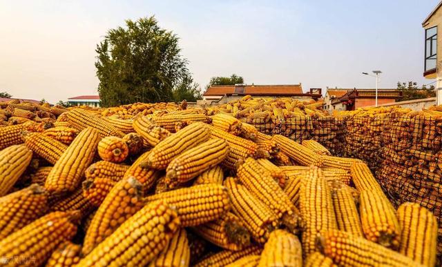 最新糧食種植、收獲與儲存全攻略,初學者與進階用戶的詳細步驟指南