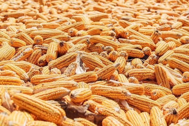 最新糧食種植、收獲與儲存全攻略,初學者與進階用戶的詳細步驟指南