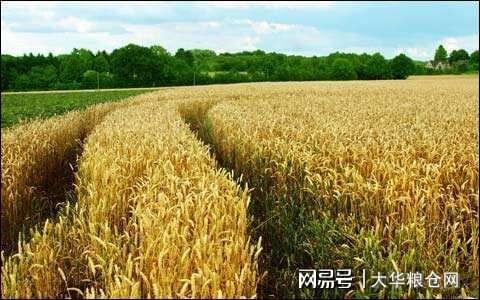 今天小麥最新價格行情,變化中的機遇與自我成長潛力探索