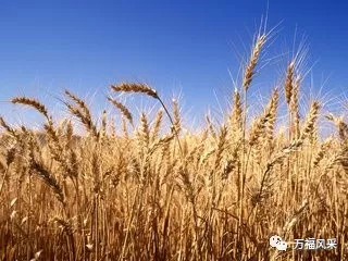 今天小麥最新價格行情,變化中的機遇與自我成長潛力探索