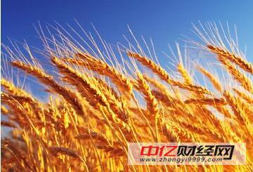 今天小麥最新價格行情,變化中的機遇與自我成長潛力探索