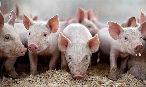 豆粕最新價格動態，變化中的機遇與成就的種子