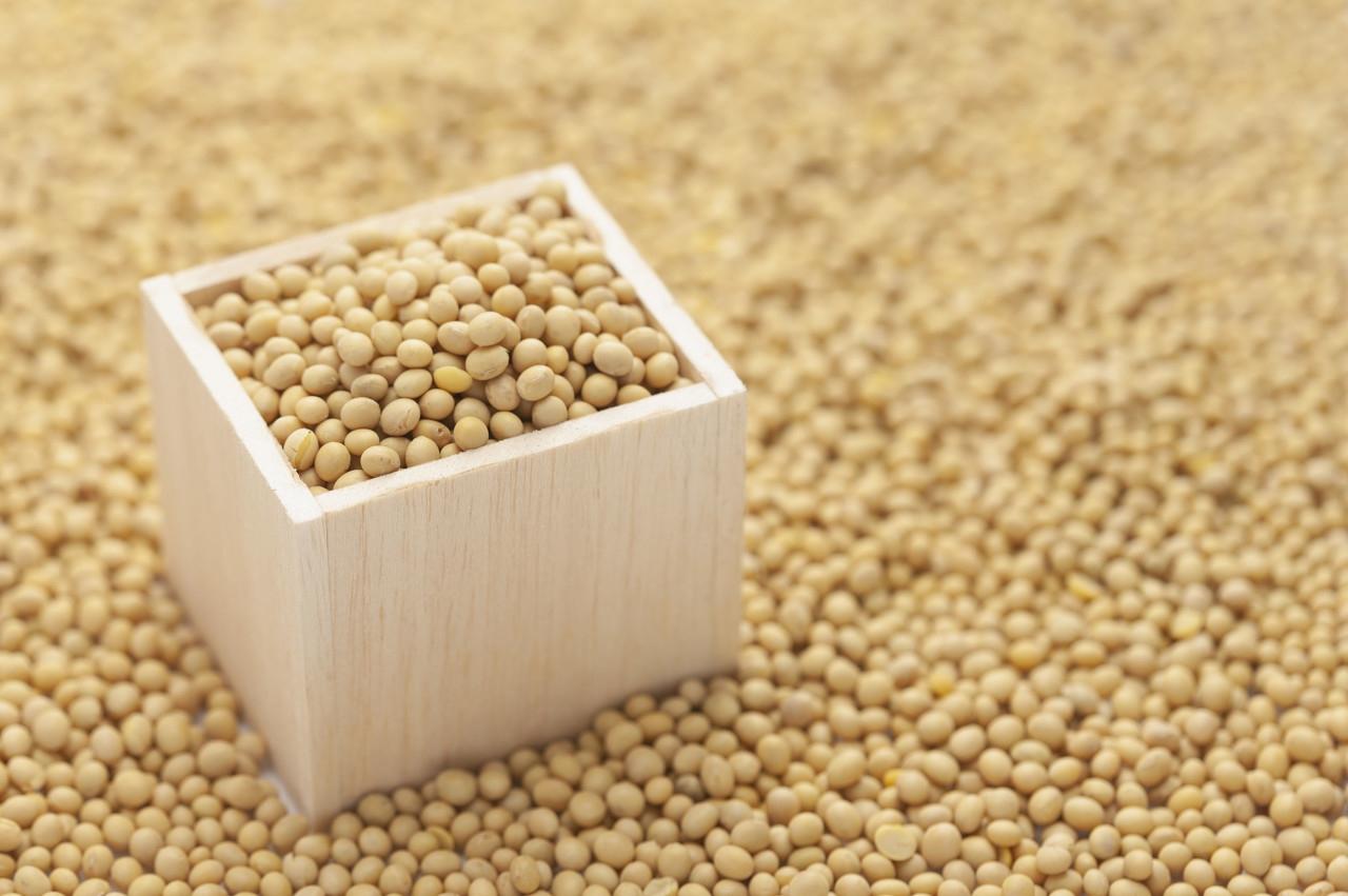 豆粕最新價格動態,變化中的機遇與成就的種子