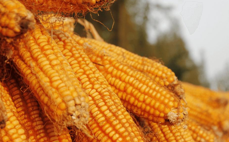 豆粕最新價格動態,變化中的機遇與成就的種子