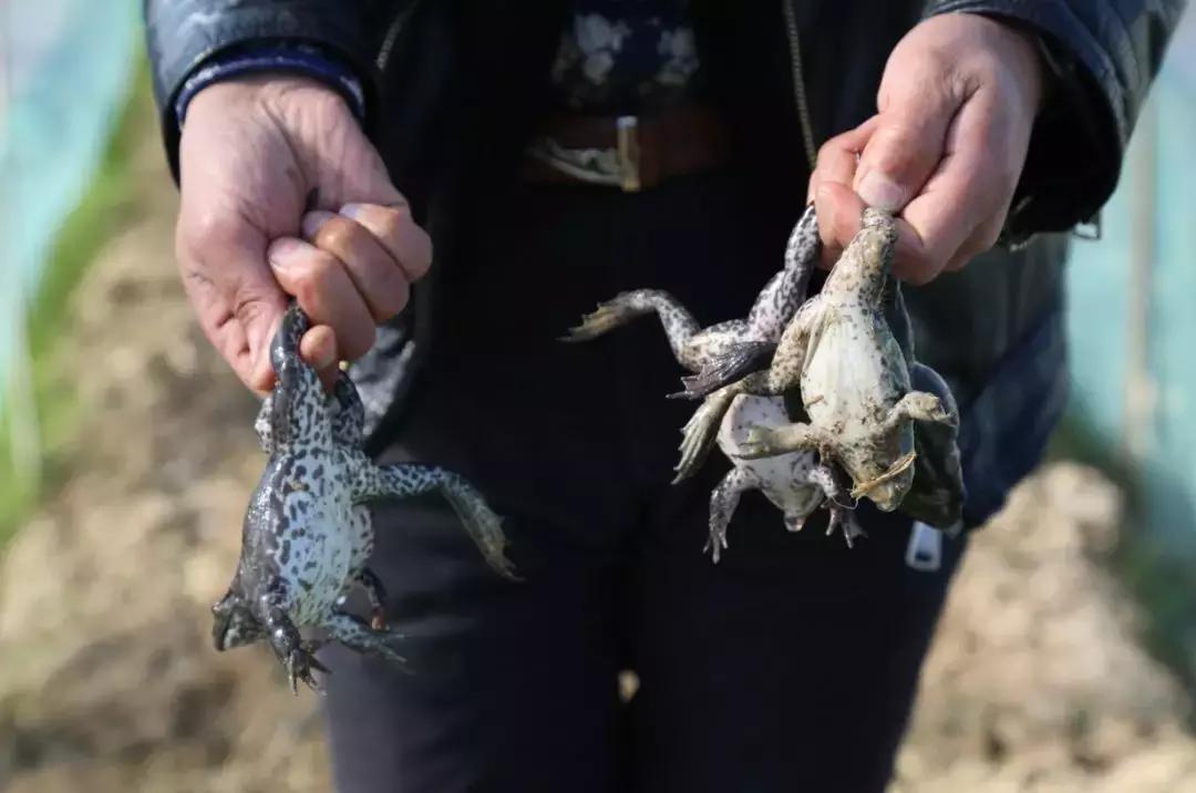 牛蛙價格最新動態與購買指南，全面步驟解析