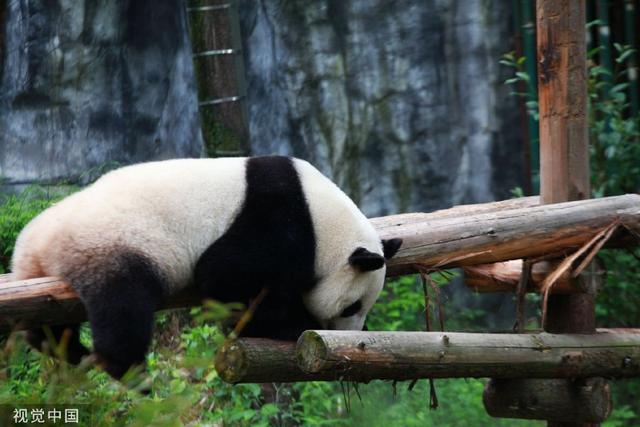 南京熊貓最新動(dòng)態(tài)揭秘，如何獲取最新消息？