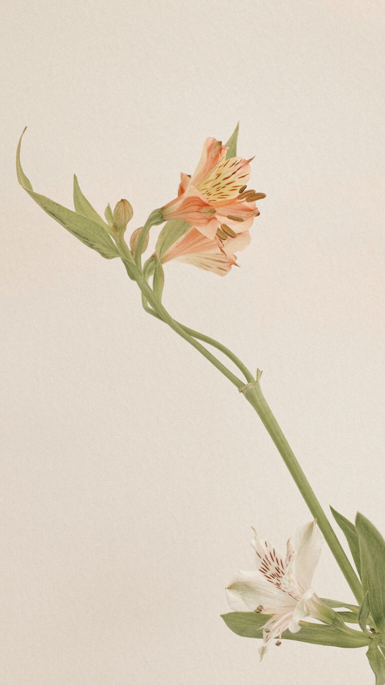 最新手機(jī)墻紙,變化、學(xué)習(xí)與自信的力量之美