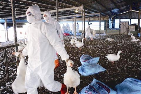 全球禽流感最新動態(tài),全球態(tài)勢與多方觀點(diǎn)深度解析