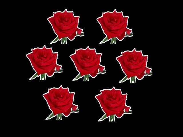 科技與藝術完美融合,最新玫瑰花閃圖欣賞