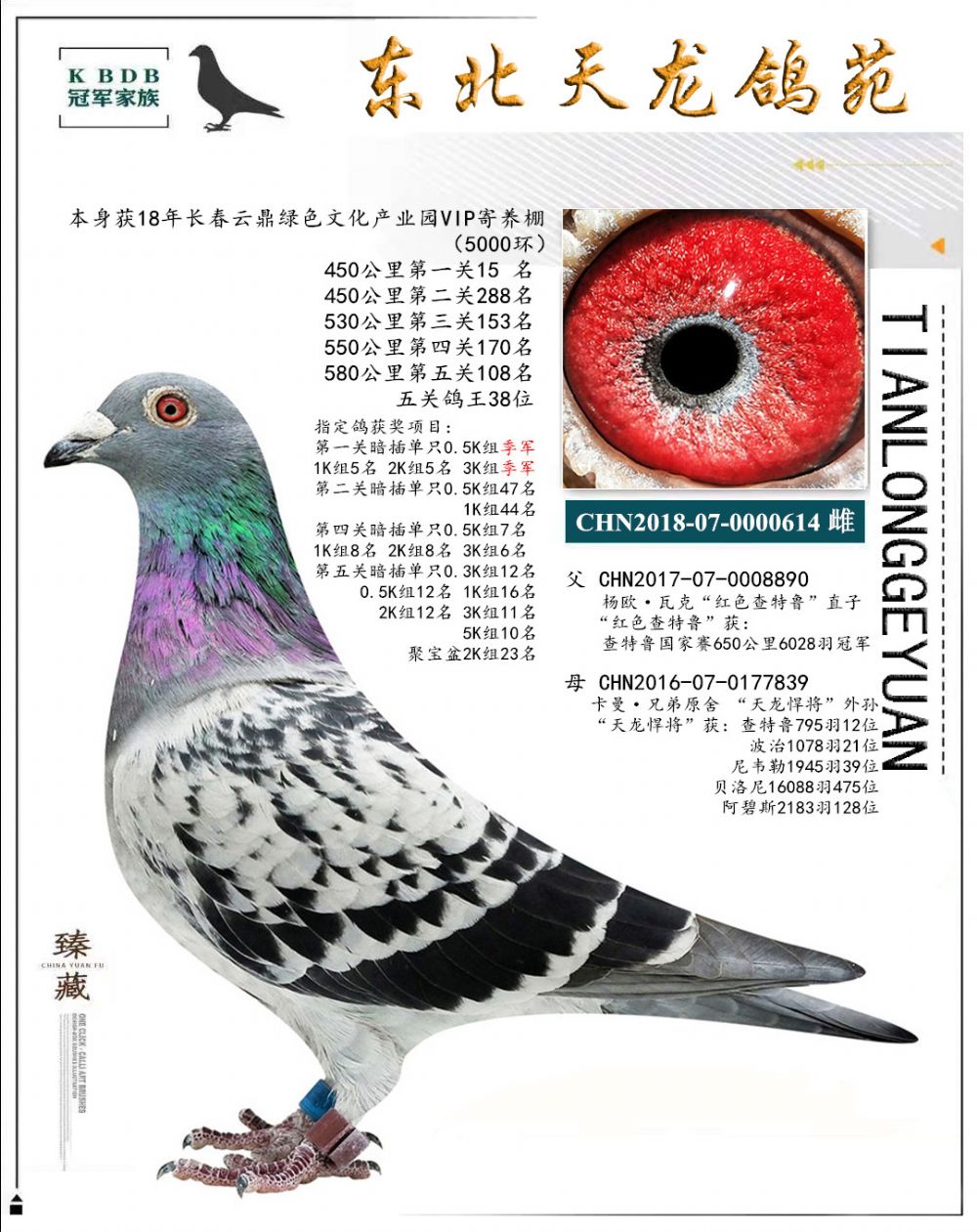 東北天龍鴿苑最新圖片，鴿界風(fēng)采展現(xiàn)，價(jià)值與影響深度探討