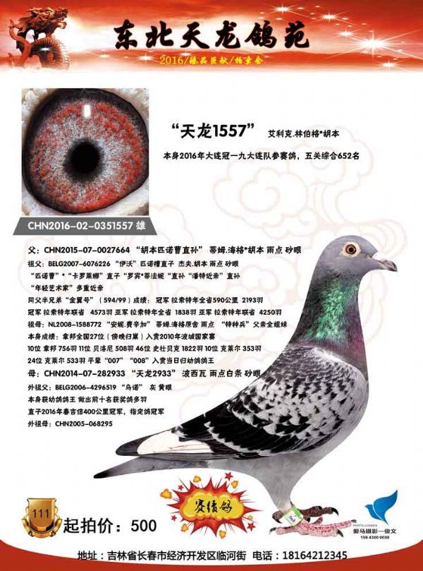 東北天龍鴿苑最新圖片,鴿界風(fēng)采展現(xiàn),價(jià)值與影響深度探討