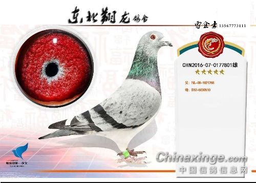 東北天龍鴿苑最新圖片,鴿界風(fēng)采展現(xiàn),價(jià)值與影響深度探討