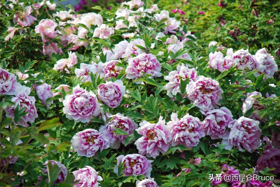 極品小保安的逆襲,學(xué)習(xí)成長(zhǎng)與自信成就之路