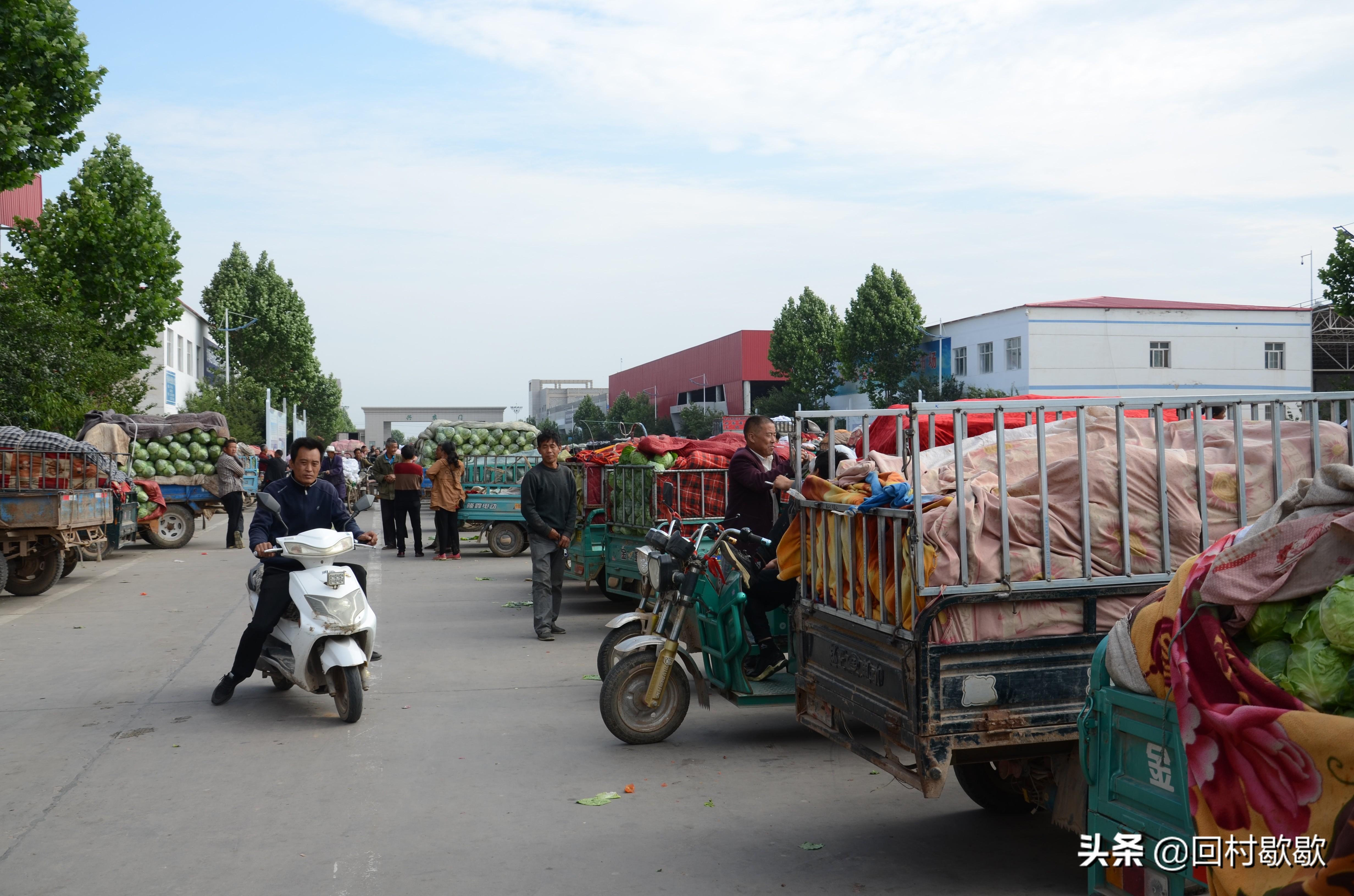 紫甘藍(lán)最新價(jià)格行情揭秘，新鮮資訊一網(wǎng)打盡！????